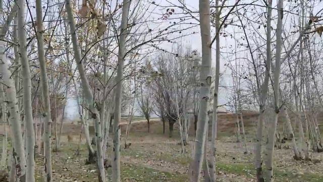 5-ФЕВРАЛЬ КУНЛАРИ ЎЗБЕКИСТОНДА ОБ ХАВО КЕСКИН ЎЗГАРАДИ! смотреть онлайн