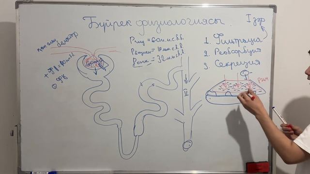Зәрдің түзілу механизмі. Фильтрация | Механизм образования мочи | Физиология смотреть онлайн