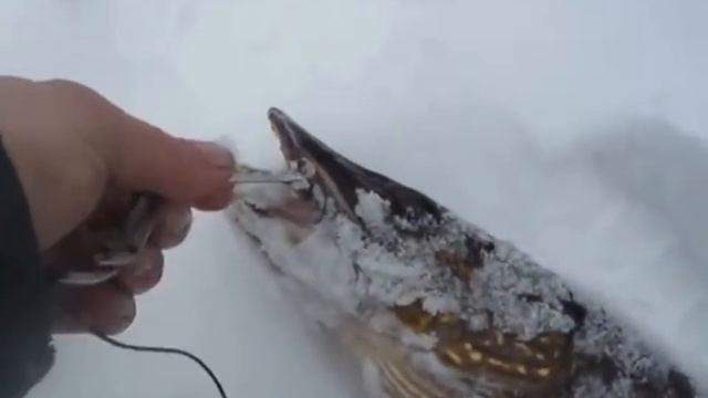 Как капкан бьёт ЩУКУ в челюсть | Рыбалка в Арктике. смотреть онлайн