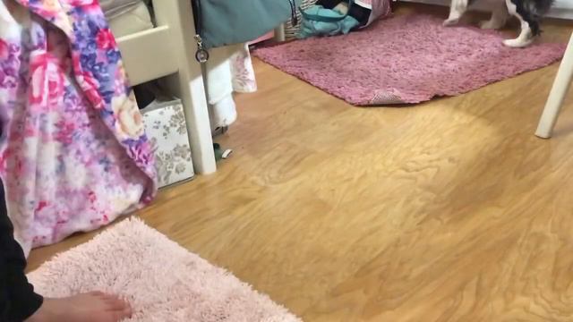 Тедди выполняет команды😱 Справится ли он❓❓❓ смотреть онлайн