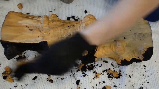 Каповый клён, кап клёна. Maple burl. смотреть онлайн