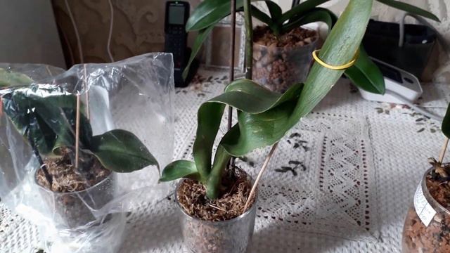 Реанимация орхидей в цеофлоре за месяц смотреть онлайн