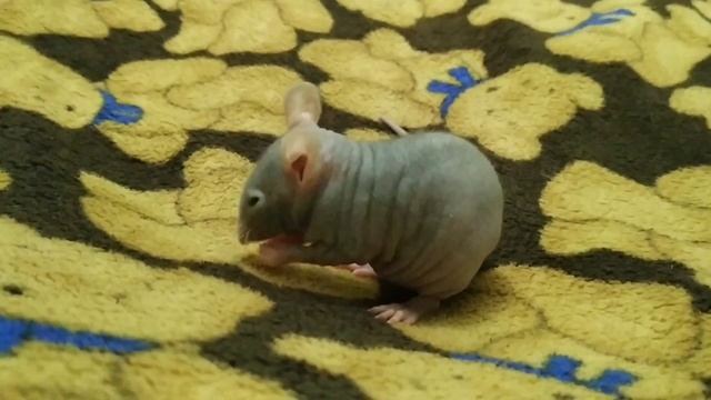 КРЫСА СФИНКС ?// МОЁ ДОМАШНЕЕ ЖИВОТНОЕ смотреть онлайн