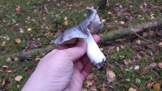 Рядовка серая (Tricholoma Portentosum). Как выглядит гриб на месте произрастания.