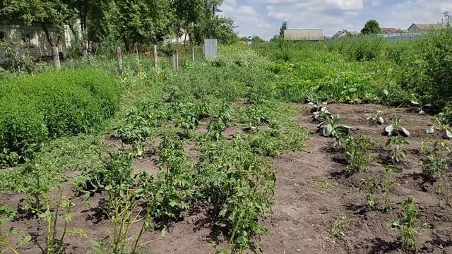 Переезд из Сибири на Юг. Косим траву литовкой. Наш сад и огород. Часть 21 смотреть онлайн