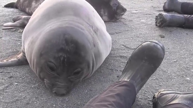 Тюлень чихает смотреть онлайн