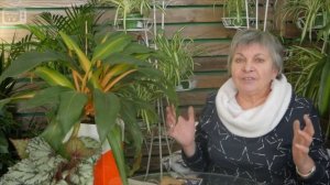 Кила на капусте - полезные советы по борьбе с грибком.