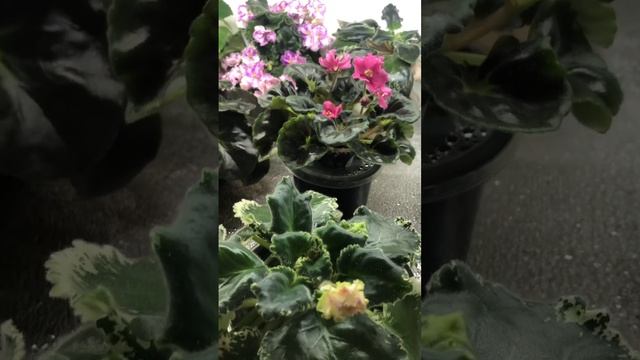 Сосудистый бактериоз на фиалках, как спасти растение.