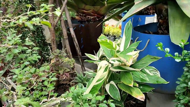 KUYA EDWIN|OUTDOOR PLANTS|CARETIPS😄😄 смотреть онлайн