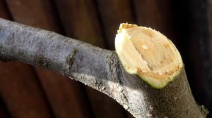 Готовим Садовый Вар Для Срезов Деревьев Своими Руками / Целебная Замазка Для Ран На Деревьях