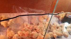 Перепелки. Вывод и первые дни жизни.