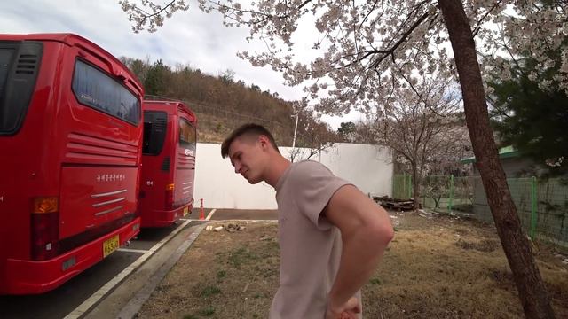 Весна в Корее. Цветение Сакуры смотреть онлайн