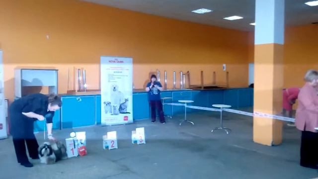 Монопородка ши тцу 10 04 2016 часть 2 смотреть онлайн