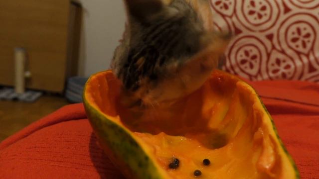 Кошка ест папайю Cat Eats a Papaya смотреть онлайн