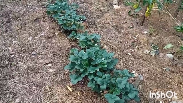 Переехали в станицу из Омска/Обработка саженцев клубники/Преображение сарая/Инжир подрастает/ смотреть онлайн