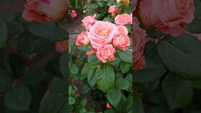 Роза Зе Импрессионист, Юбилей принца Монако.... 11.06.23 г. смотреть онлайн