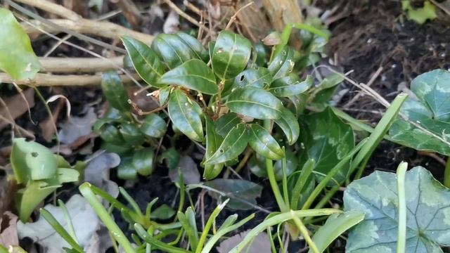 Sarcococca, the Sweet Box: the most fragrant flowers of the winter blooming plants of my UK garden смотреть онлайн