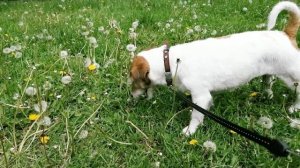 как правильно есть одуванчики