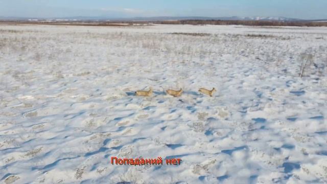 Охота на косулю 2020 (ОХОТА С ДРОНОМ) / Roe deer hunting 2020 смотреть онлайн