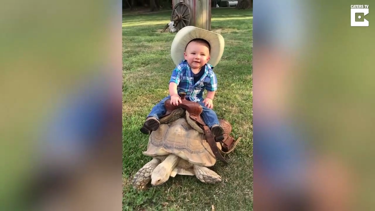 Заарканил черепаху смотреть онлайн