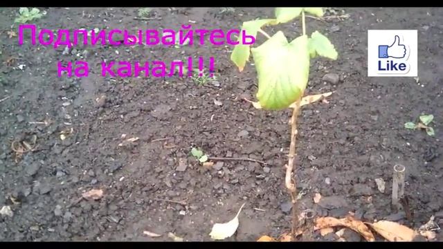 Черная Смородина! Молодой кустик из черенка!!! смотреть онлайн