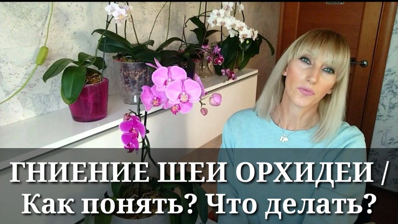 ОРХИДЕЯ ГНИЁТ от основания / ЖЕЛТЫЕ ЛИСТЬЯ у ОРХИДЕИ / Гниет орхидея, как спасти? смотреть онлайн