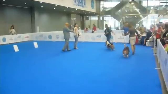 intermediate class смотреть онлайн