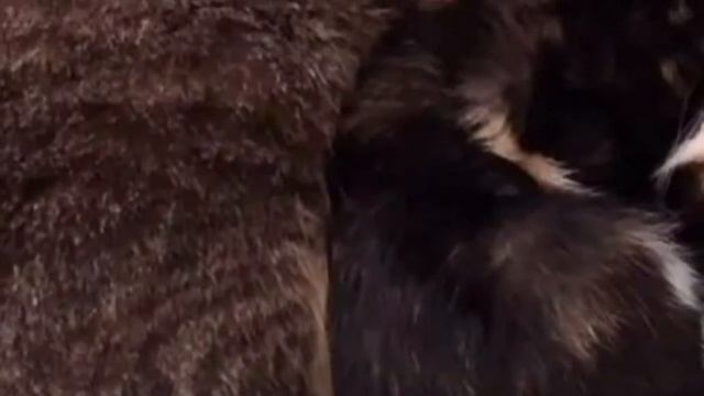 Сердитый пожилой кот не доверял никому, но сейчас он превратился в ласкового «дедушку» смотреть онлайн