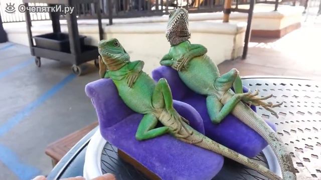 Ящерицы эпохи возрождения смотреть онлайн