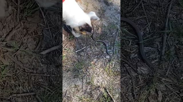 МЕДЯНКА ИЛИ ЯЩЕРИЦА ВЕРЕТЕНИЦА? WHAT IS IT? смотреть онлайн