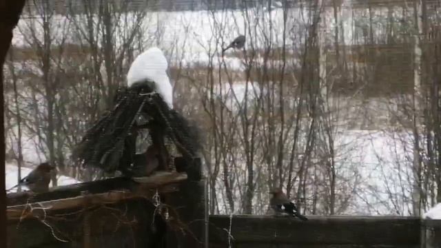 Марфушка и Сойки! смотреть онлайн