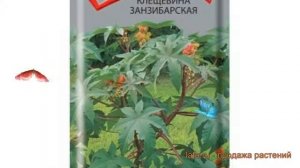 Клещевина обыкновенная Занзибарская ? обзор: как сажать, семена клещевины Занзибарская