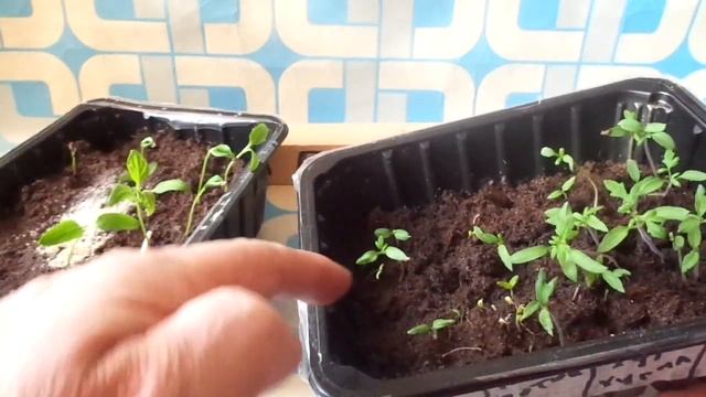 Томаты и Перцы через 15 дней посажены мокрыми семенами. смотреть онлайн