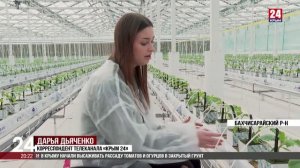 В Крыму начали высаживать томаты и огурцы в условиях закрытого грунта