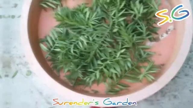 Pereskiopsis Spathulata Cactus For Cutting Propagation