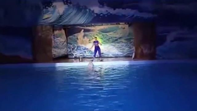 Лазаревское_Дельфинарий Морская Звезда_Что посмотреть в Лазаревском смотреть онлайн