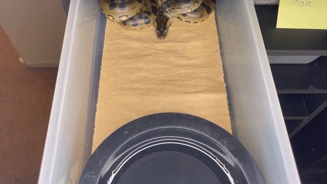 Burmese Python Devours Rabbit?? |⚠️Warning Live Feeding⚠️| Baby Green Anaconda Updates смотреть онлайн