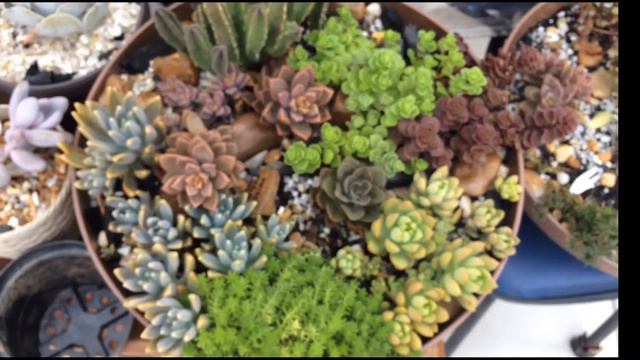GRAPTOSEDUM BRONZE