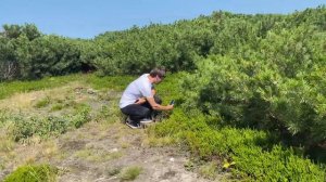 Кедровый стланик или сосна стланиковая. Остров Сахалин. Ботаническая экспедиция. Сосна. Массив.