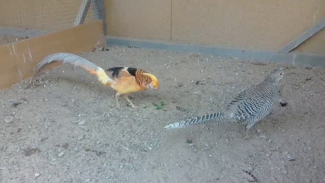 Виды и подвиды воротниковых фазанов смотреть онлайн