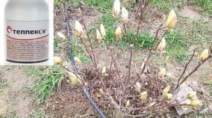 Уход за магнолией весной | Как ухаживать за магнолией Суланжа весной