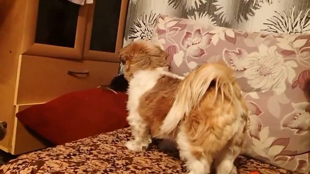 Крысы и собаки в нашем доме смотреть онлайн