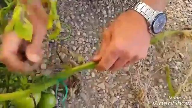 Чем отличается заболевание у фузариум радисий и фузариум оксиспориумом смотреть онлайн