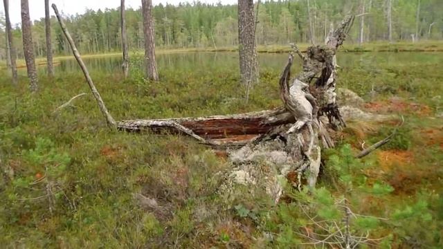 Карелия (2016) часть 2 смотреть онлайн