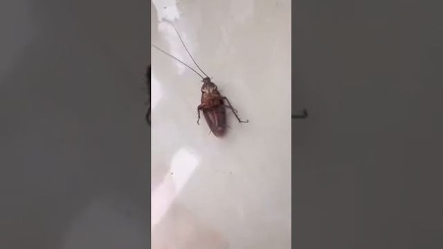 CHINESE BEETLE/Китайский таракан смотреть онлайн