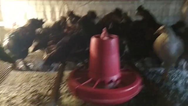 Павловское Золото | Павловские куры