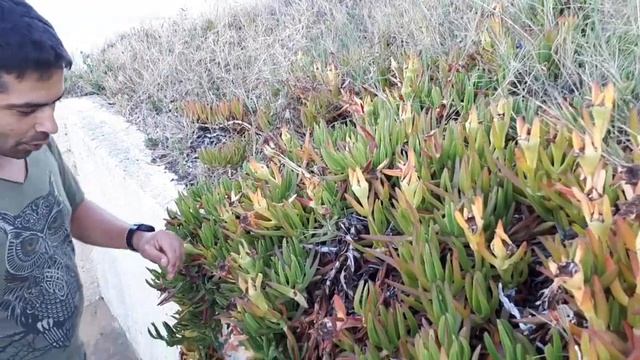 Comida selvagem - Carpobrotus edulis (chorão-das-praias) смотреть онлайн