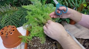 Старый Папоротник попал под нож/ Омоложение Нефролеписа