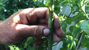 Делаем штамбовую розу! Это легко!!!