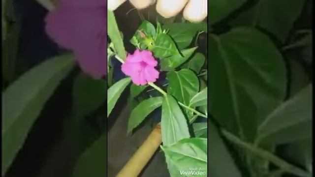 ОЧЕНЬ ИНТЕРЕСНЫЕ ЦВЕТЫ... УТРОМ ЗАКРЫВАЮТСЯ ВЕЧЕРОМ ОТКРЫВАЮТСЯ смотреть онлайн